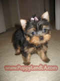 teacup yorkie